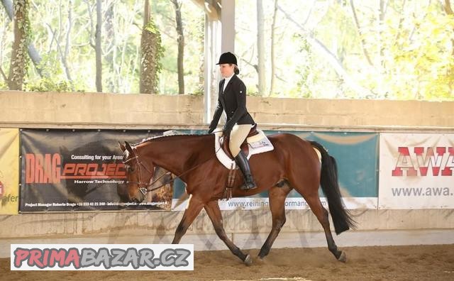 Quarter horse valach