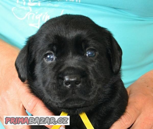 Rozkošný černý pejsek labradora s PP