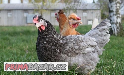 prodej-slepicek-primo-od-farmare