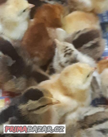 Kuřata, Krůťata