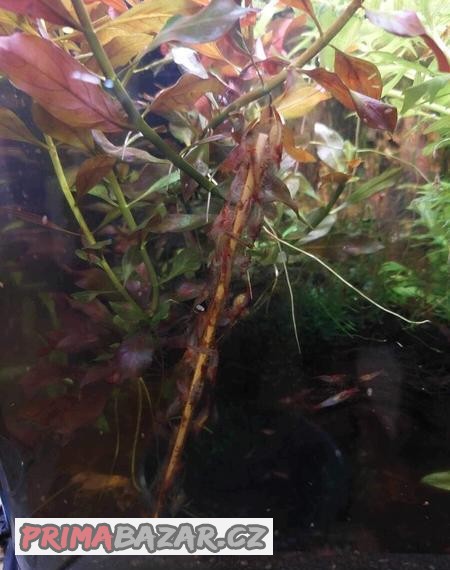 Prodám Neocaridina Red Rili krevetky