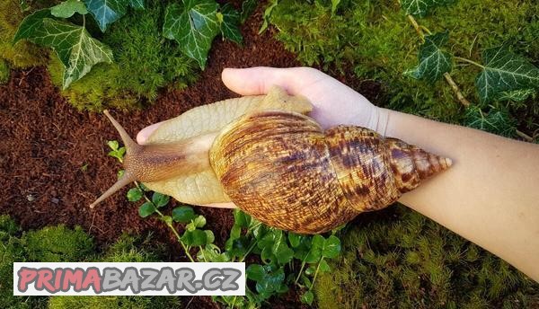 Afričtí šneci Lissachatina reticulata