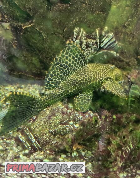Krunýřovec Glyptoper velkoploutvý