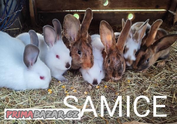 Prodám králíky samce i samice