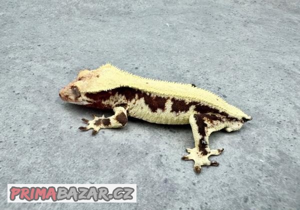 pagekon-rasnaty-lilly-white-b3