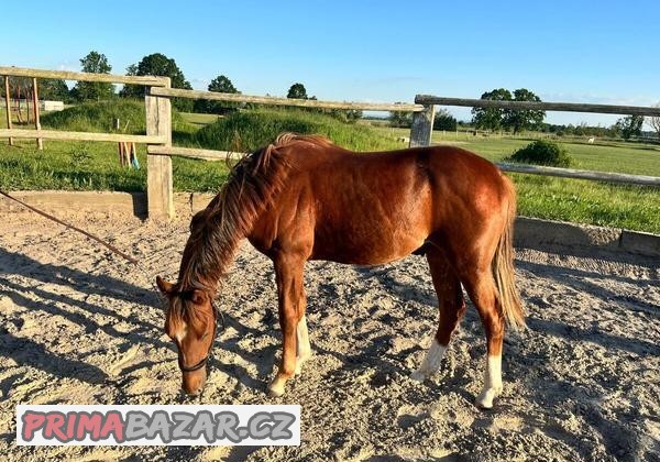 AMERICAN PAINT HORSE