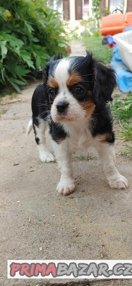 Kavalír King Charles Španěl