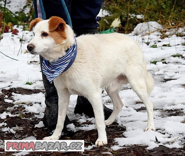 ORBIT K ADOPCI - 5 LET, CITLIVÝ,HODNÝ,KŘEHKÁ POVAHA