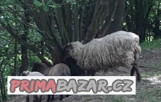 Prodej ovce s jehňaty