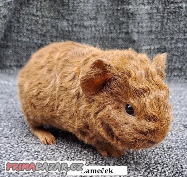 Morče US TEDDY