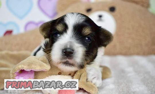 Biewer Terrier s PP psik Jorkšírský teriér