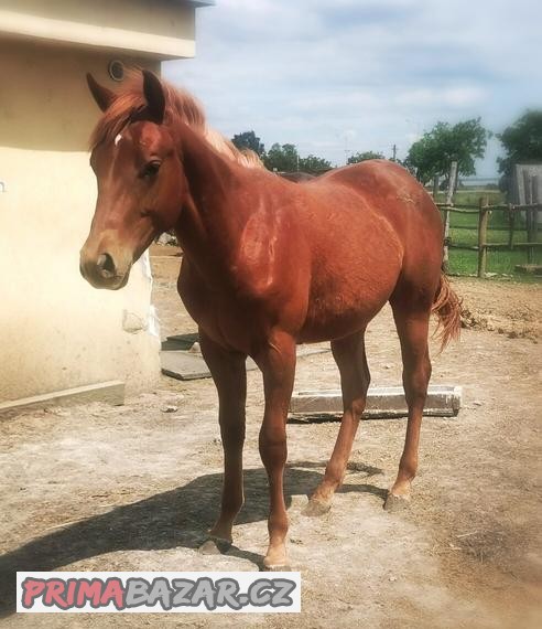 Qh, quarter horse