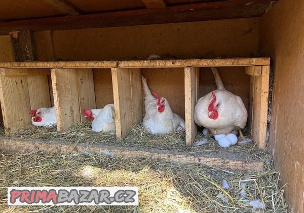 Leghorn násadové vejce