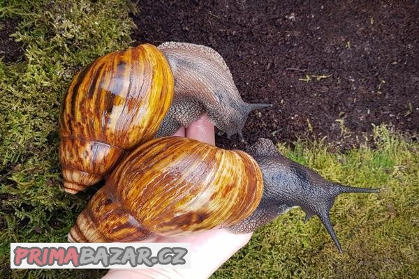 Afričtí šneci Achatina Ghana dospělci