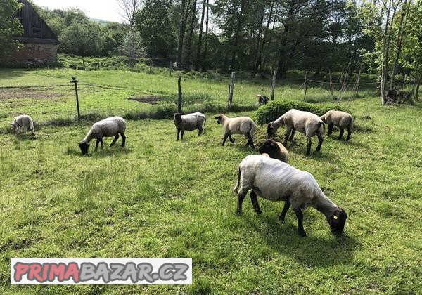 Prodám jehňata ovce Suffolk