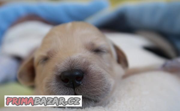 šteniatka Goldendoodle