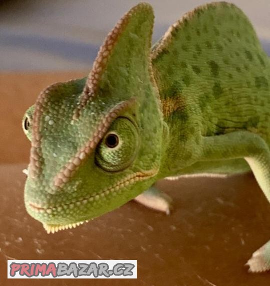 Chameleon + terárium ,krmeni 40x40x80 nové, Horní i dolní vě