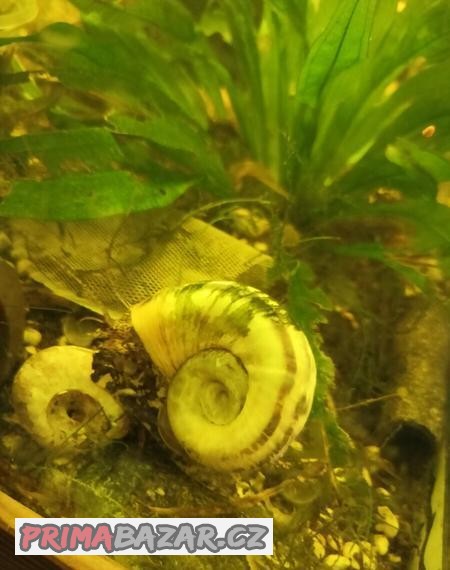 Marisa cornuarietis- ampularie okruzakovita