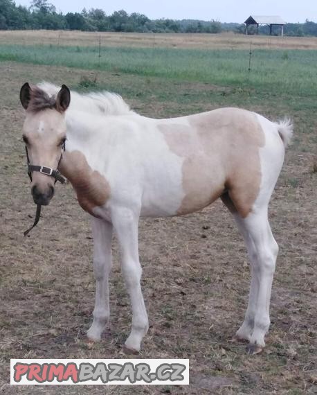 Pony klisna