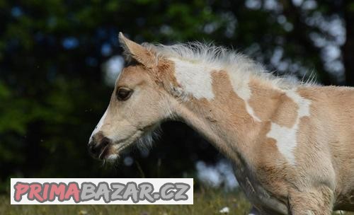 Palomino APH hřebeček