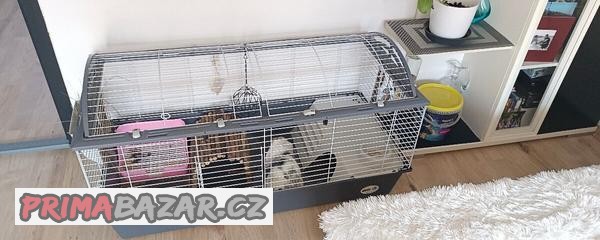 Zakrslý králík mini-lop