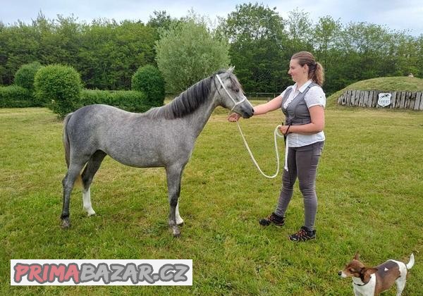 Welsh pony B