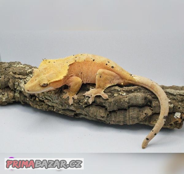 7.4.0 C. Ciliatus - subadult