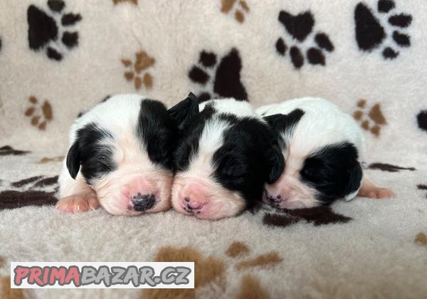 Landseer