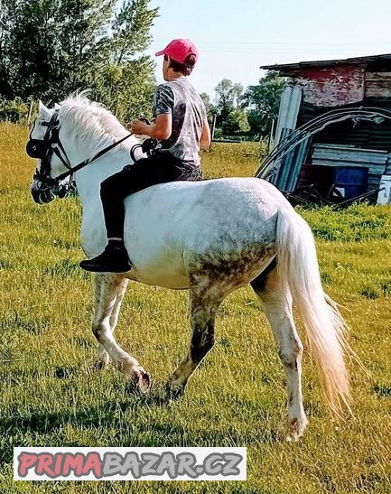 Welsh sportovy pony valach