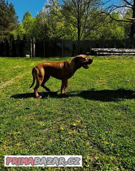 Americký bandog - fena s PP