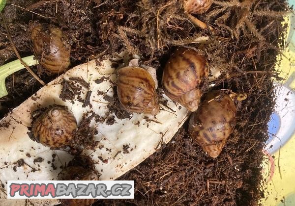 Šneci Achatina Achatina Ghana