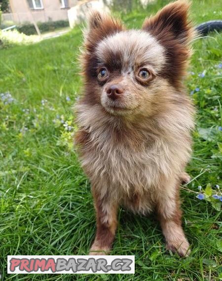 Pomeranian Merle Fenečka / Pomeranian Mini Boo