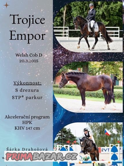 Připouštění plemenným hřebcem Welsh Cob D Trojice Empor