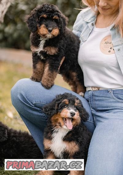 Berndoodle