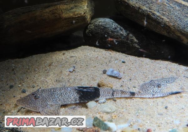 Pseudohemiodon ssp.Marbled