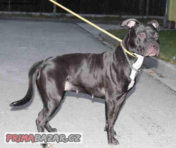 KELLY - kříženec Pitbulteriér - fenka 2 roky