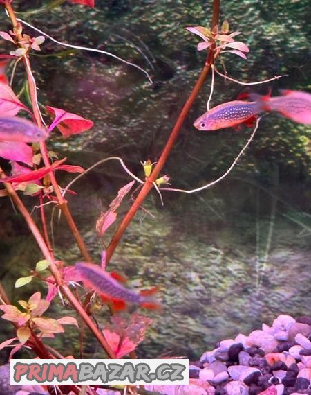 Tetra neonová
