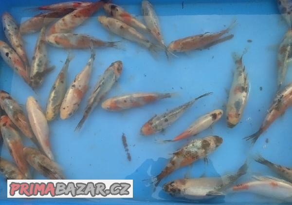 Karas shubunkin 15 cm