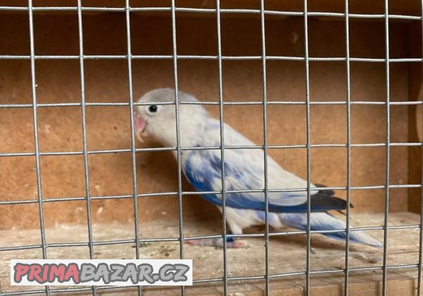 Agapornis fishery + DNA test ( samec)