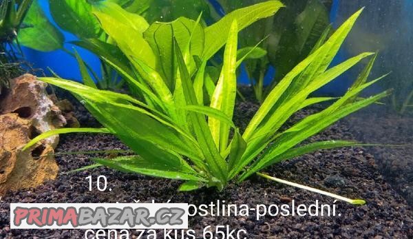 Akvarijní rostliny