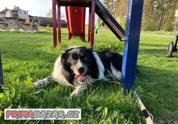 Pes Border kolie ke krytí bez PP