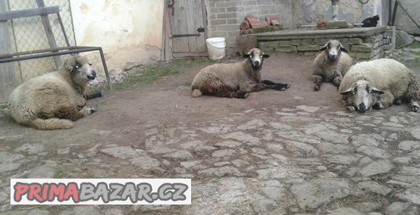 Prodám jehňata - beránky