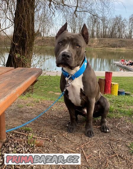 AMSTAFF KE KRYTÍ