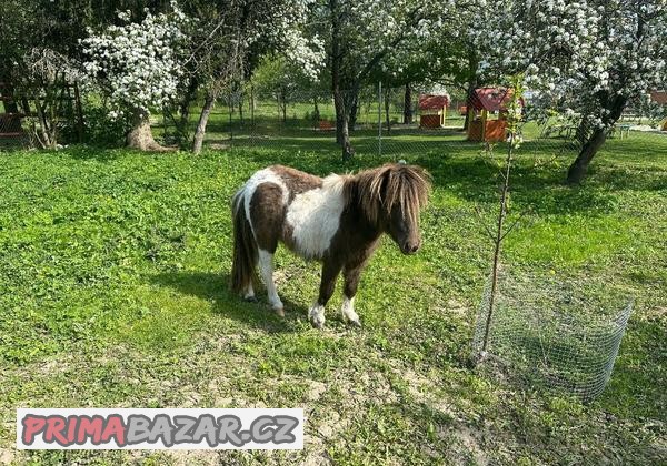 Minihorse