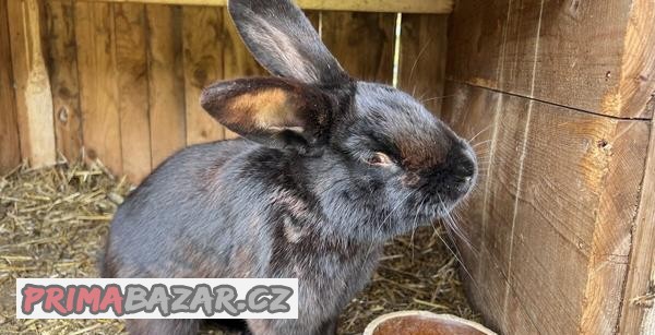 Králík