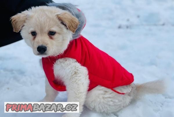 Obleček prošívaná bunda pro psy Urban červená 25cm Zolux