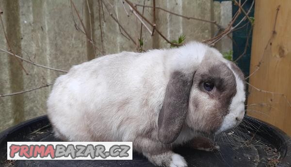 Romeo HoneyBunny