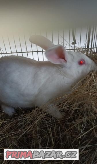 Králíci Hyplus; Hyla F1; F1.