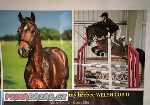 Připouštění - Welsh Cob D