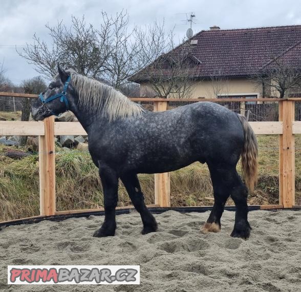 Percheron, 3 roky